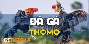 Đá Gà Thomo Debet - Sân Chơi Hấp Dẫn Từng Phút, Từng Giây